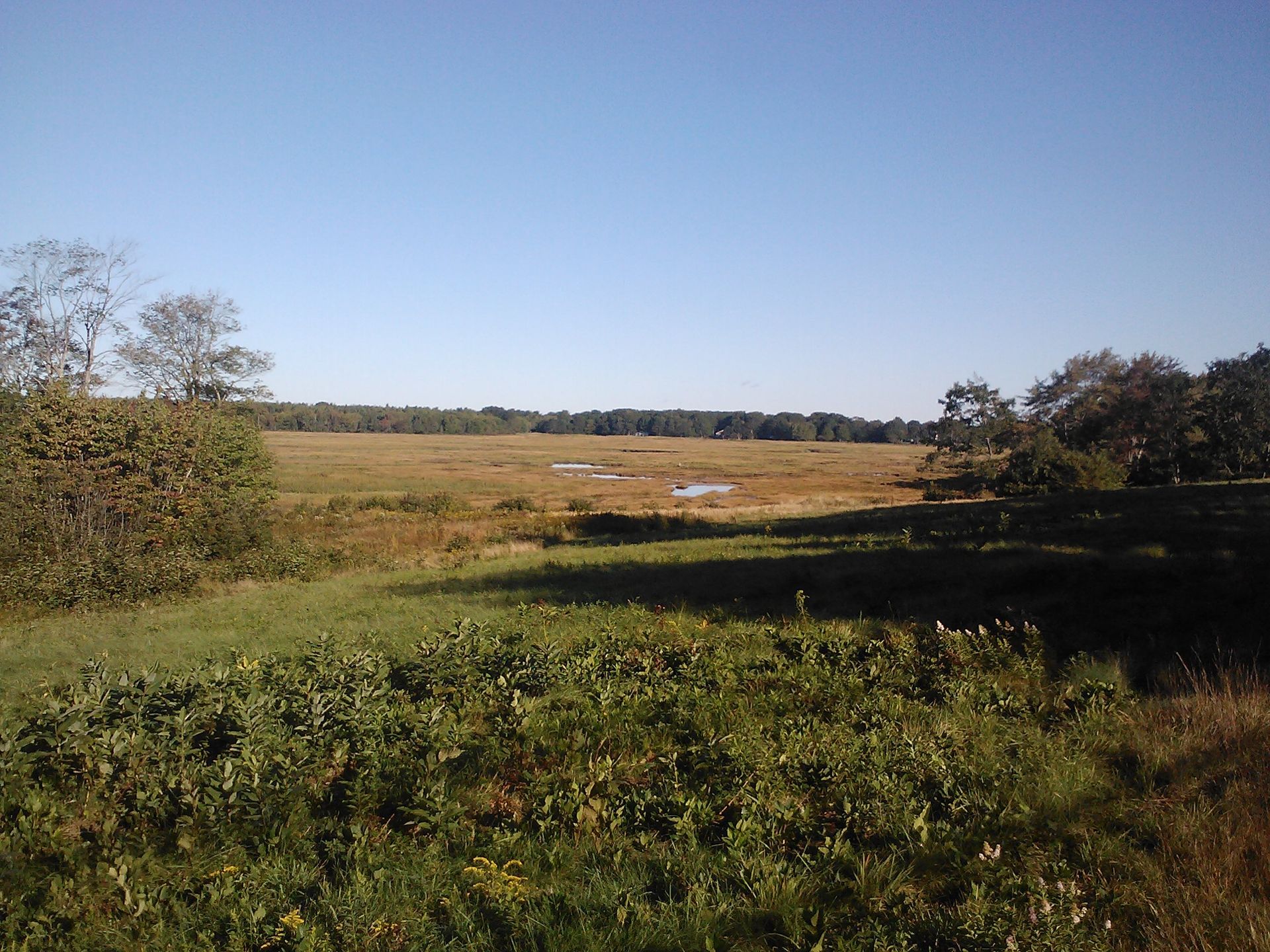 Restored Marsh
